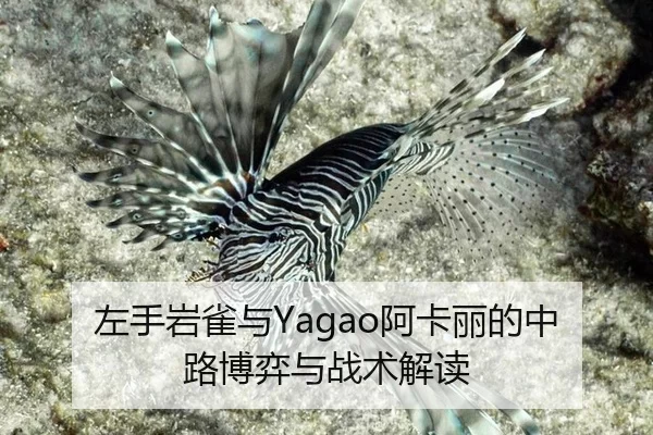 zuo-shou-yan-que-yu-a-ka-li-de-zhong-lu-bo-yi-yu-zhan-shu-jie-du-2-773.jpg